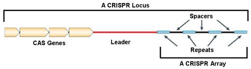 CRISPR基因组定位
