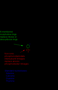 吗啉基与RNA混合形成的结构片段