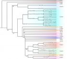 The simplified Y-chromosome phylogenetic tree. The haplogroups that appear in the review will show i