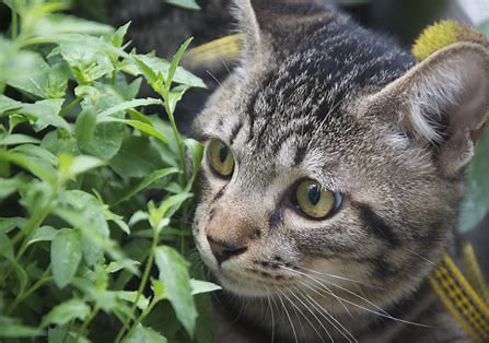 狸花猫 狸花猫