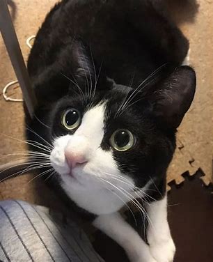 奶牛猫