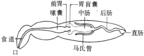 顎胃动物门消化系统示意图