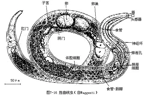 线虫动物示意图