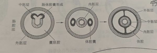 体囊腔过程示意图
