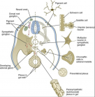 神经嵴分化细胞的类型
