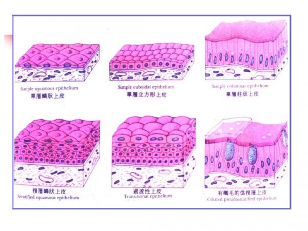 各种形态的上皮组织 各种形态的上皮组织