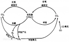 碳的生物地球化学循环图