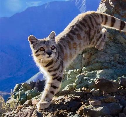 安第斯山猫