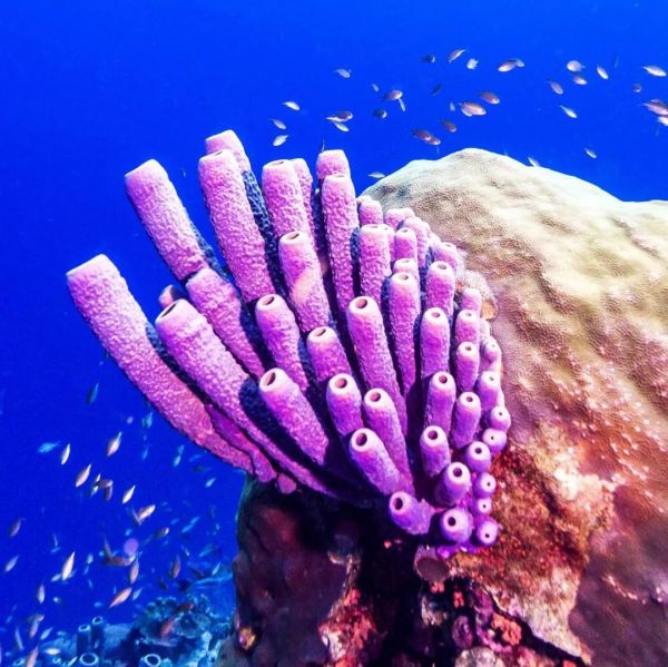 海绵