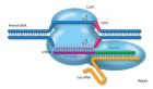CRISPR-Cas9结合合成基因示意图