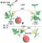 三倍体西瓜形成过程示意图