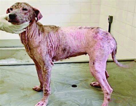 患利什曼病的宠物犬