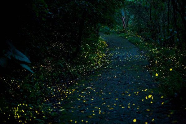 夜间萤火虫活动场景
