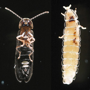 萤火虫成虫与幼虫