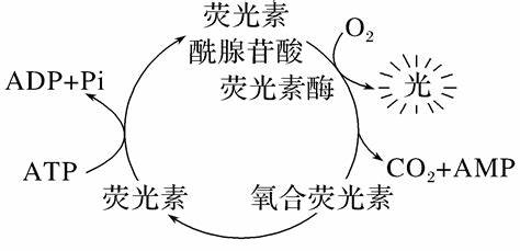 萤火虫发光机制