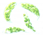 眼虫