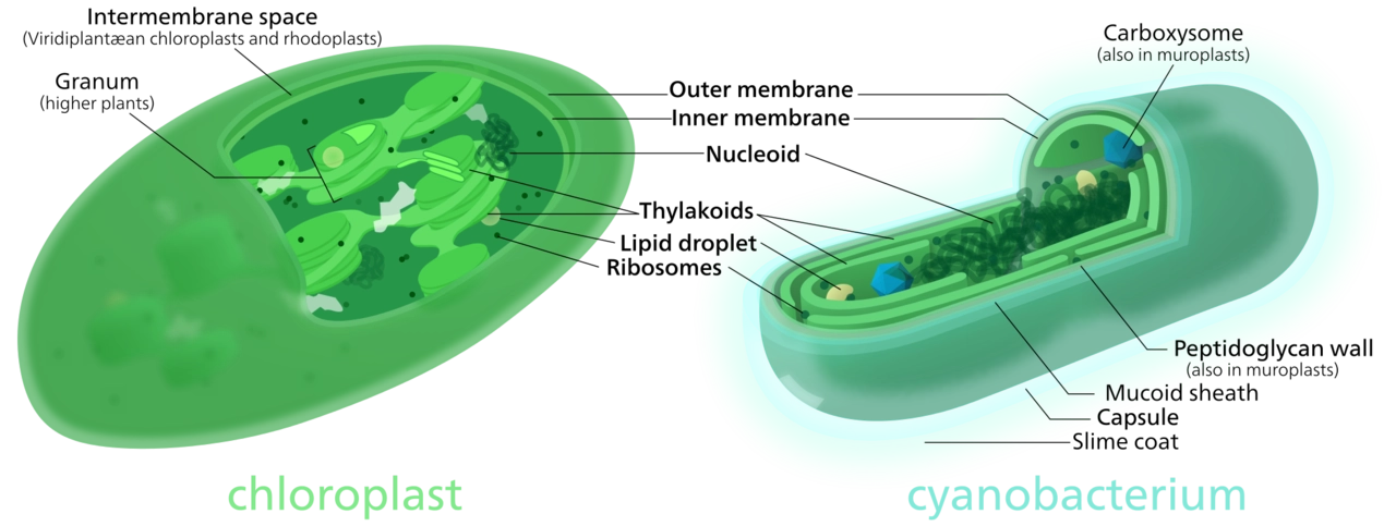 叶绿体与蓝藻的结构对比