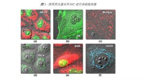 活细胞成像（Live-cell&nbsp;imaging）