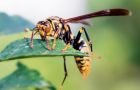 杀人蜂