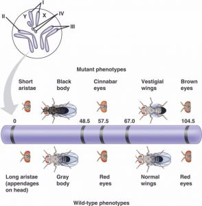 A&nbsp;partial&nbsp;linkage&nbsp;map&nbsp;of&nbsp;Drosophila&nbsp;chromosome&nbsp;II.&nbsp;