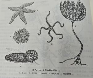 常见的棘皮动物