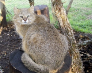 潘帕斯猫 潘帕斯猫