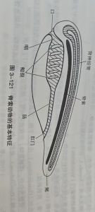 脊索动物的基本特征