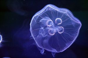 海月水母