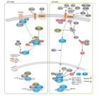Wnt/β-Catenin信号通路
