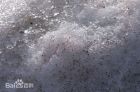 极地雪藻图片 极地雪藻图片