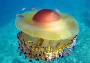蛋黄水母