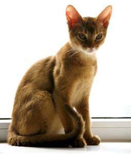 阿比西尼亚猫 阿比西尼亚猫