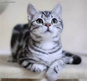 美国短毛猫