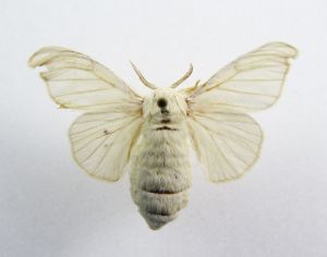 家蚕成虫 家蚕成虫