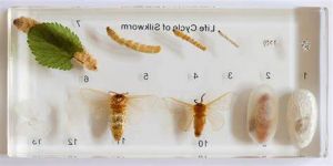 各生命阶段的蚕 各生命阶段的蚕