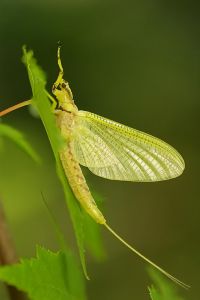 蜉蝣