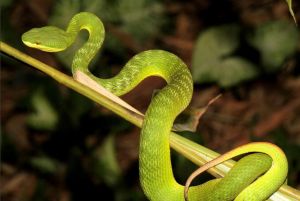 竹叶青蛇