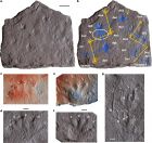 羊膜动物化石证据