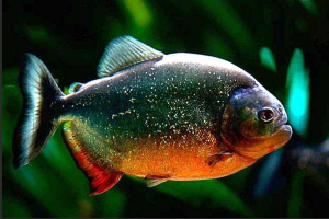 红腹水虎鱼
