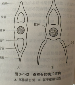 脊椎骨的模式结构