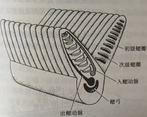 鱼类鳃的结构