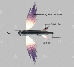 飞鱼形态结构 飞鱼形态结构