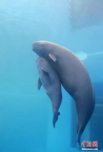 江豚妈妈与幼崽