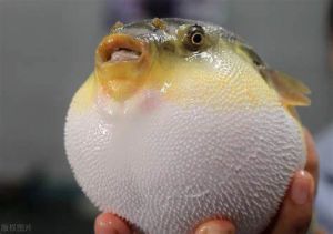 河豚