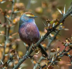 花彩雀莺 花彩雀莺