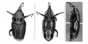 红棕象甲 红棕象甲
