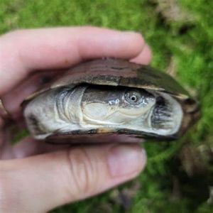 沼泽侧颈龟藏头