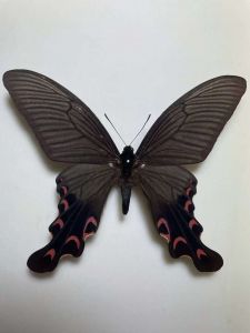 中华宽尾凤蝶 中华宽尾凤蝶