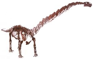 马门溪龙骨架图