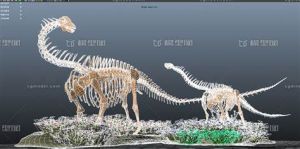 阿马加龙骨架图